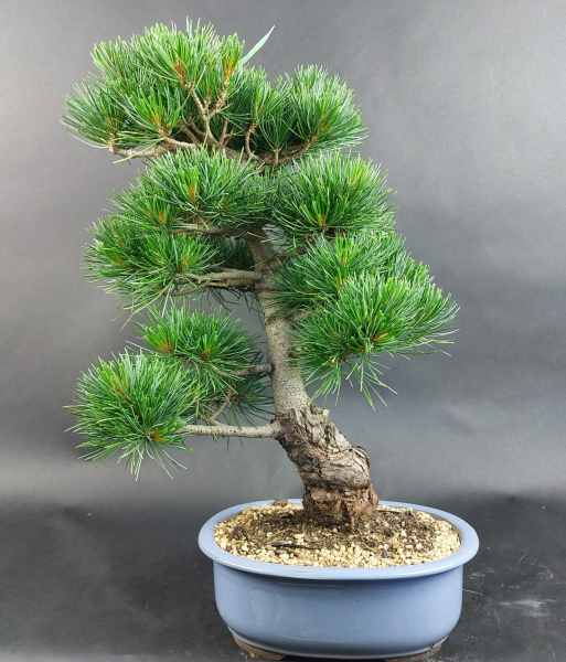 Bonsai - Japanese White Pine, Pinus Pentaphylla