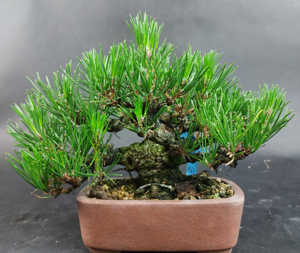 Bonsai - Pinus Thunbergii, Schwarzkiefer, Shohin, Japan