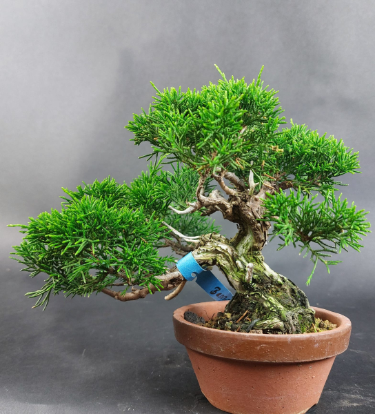 Bonsai - Wacholder, Juniperus Chinensis, Shohin