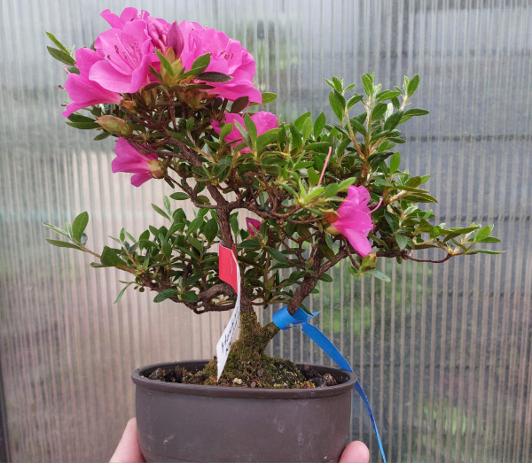 Bonsai - Jap. Satsuki Azalee, Hoshi-no-Kagayaki, Shohin