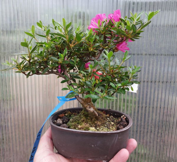 Bonsai - Jap. Satsuki Azalee, Hoshi-no-Kagayaki, Shohin