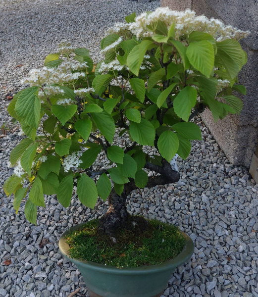 Bonsai - Schneeball, Viburnum Dilatatum