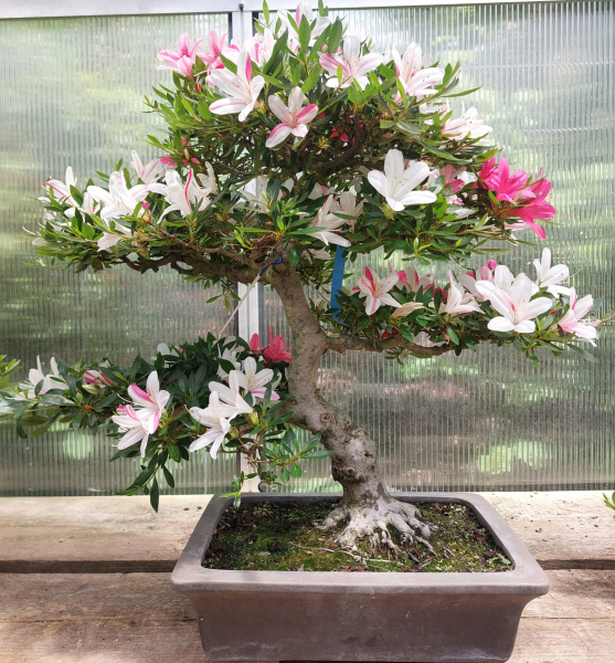 Bonsai - Jap. Satsuki Azalee, Tenkaboshi