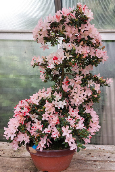 Bonsai - Jap. Satsuki Azalee, Koun