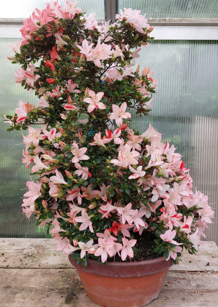 Bonsai - Jap. Satsuki Azalee, Koun