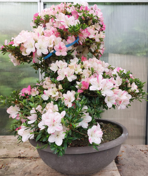 Bonsai - Japanese Satsuki Azalea, Karen