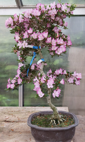 Bonsai - Japanese Satsuki Azalea, Murasakisuisho