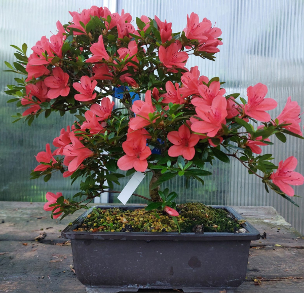 Bonsai - Japanese Satsuki Azalea, Kinkaboshi