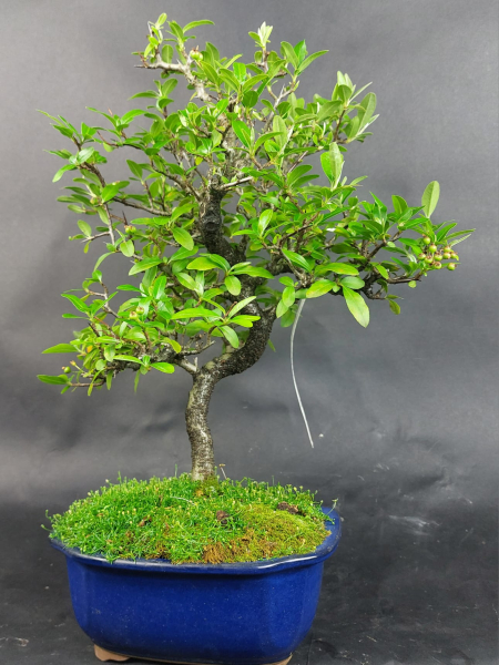 Bonsai - Firethorn, Pyracantha