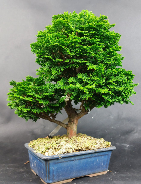 Bonsai - Scheinzypresse, Chamaecyparis obtusa Hinoki
