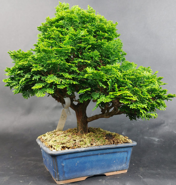 Bonsai - Scheinzypresse, Chamaecyparis obtusa Hinoki