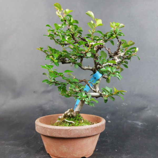 Bonsai - Zierquitte, Chaenomeles speciosa, Chojubai, weiß, Shohin