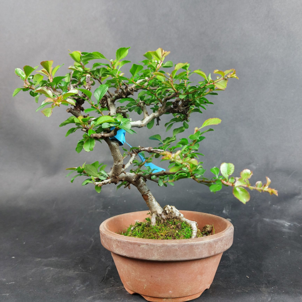 Bonsai - Zierquitte, Chaenomeles speciosa, Chojubai, weiß, Shohin