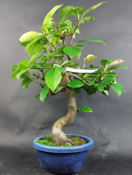 Bonsai - Quitte, Cydonia Sinensis