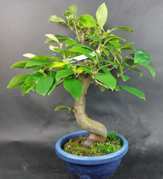 Bonsai - Quitte, Cydonia Sinensis