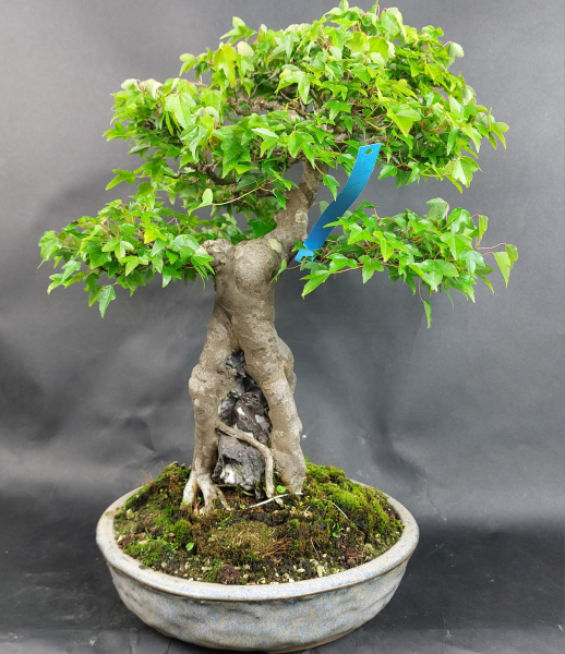 Bonsai - Dreispitzahorn, Acer Buergerianum Ishizuki, auf 2 Felsen