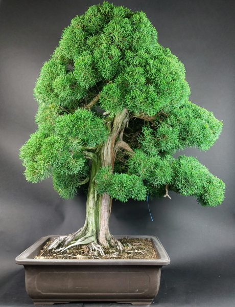 Bonsai - Wacholder, Juniperus Chinensis Kishu, Japan