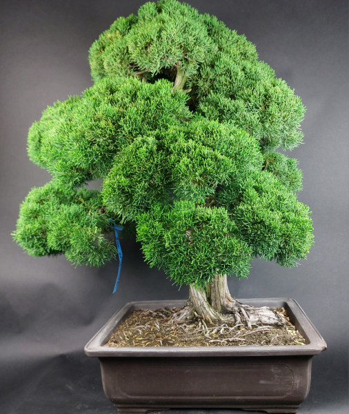 Bonsai - Wacholder, Juniperus Chinensis Kishu, Japan