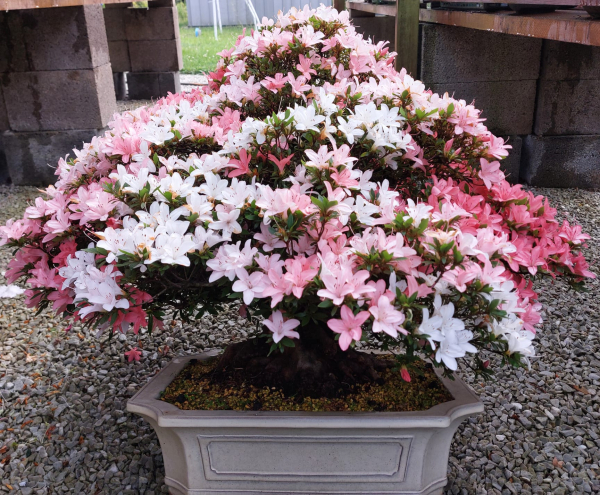 Bonsai - Jap. Satsuki Azalee, Shin Nikko