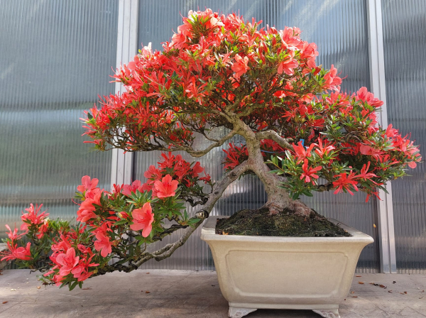 Bonsai - Jap. Satsuki Azalee, Kinsai
