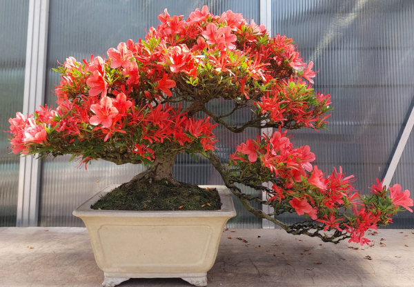 Bonsai - Jap. Satsuki Azalee, Kinsai