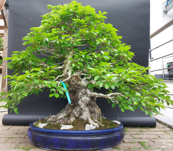 Bonsai - Hainbuche, Carpinus Laxiflora, Japan