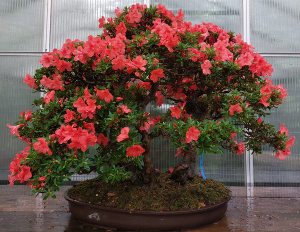 Bonsai - Jap. Satsuki Azalee, Hi-no-Tsukasa