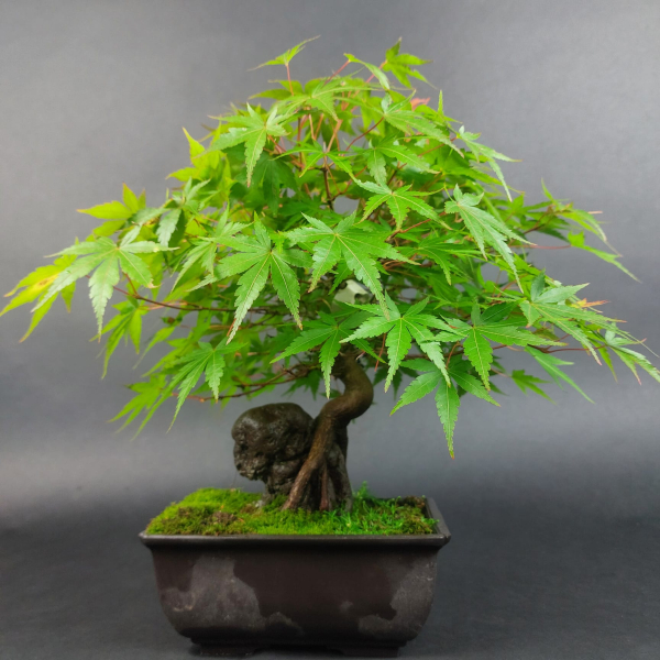 Bonsai - Fächerahorn, Acer Palmatum Rock, Shohin