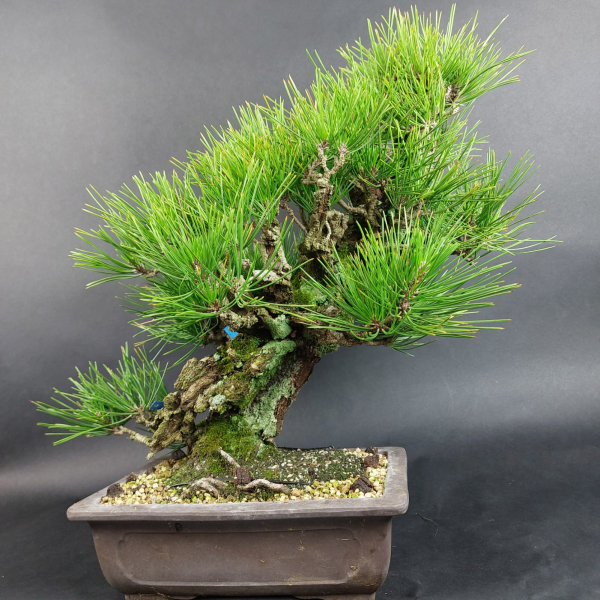 Bonsai - Pinus Thunbergii Corticosa, Schwarzkiefer, Japan