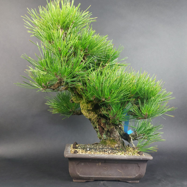 Bonsai - Pinus Thunbergii Corticosa, Schwarzkiefer, Japan
