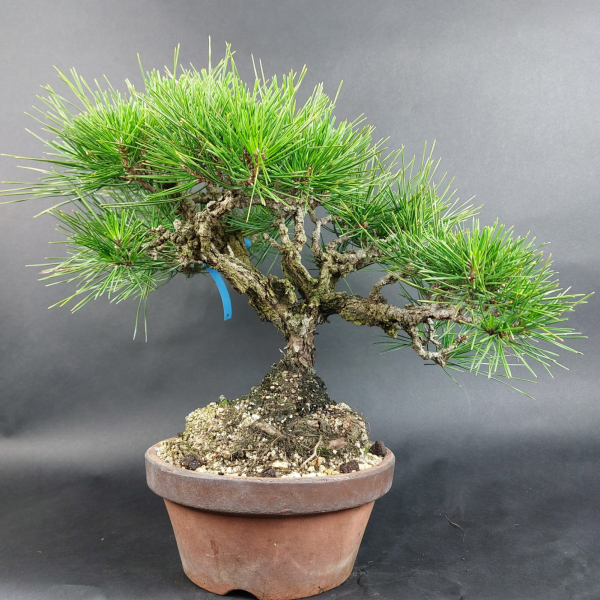 Bonsai - Pinus Thunbergii Corticosa, Schwarzkiefer, Japan