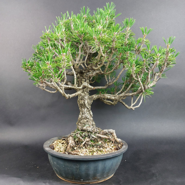 Bonsai - Pinus Thunbergii Kotobuki, Schwarzkiefer, Japan
