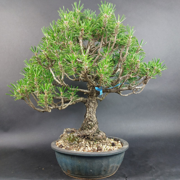 Bonsai - Pinus Thunbergii Kotobuki, Schwarzkiefer, Japan