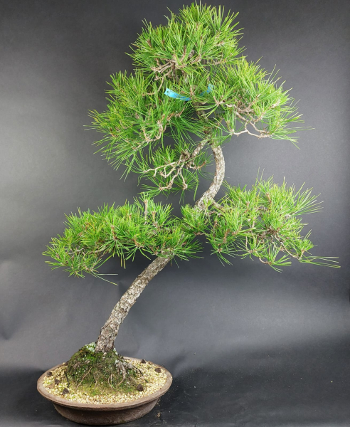 Bonsai - Japanese Black Pine, Pinus Thunbergii