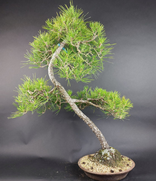 Bonsai - Japanese Black Pine, Pinus Thunbergii