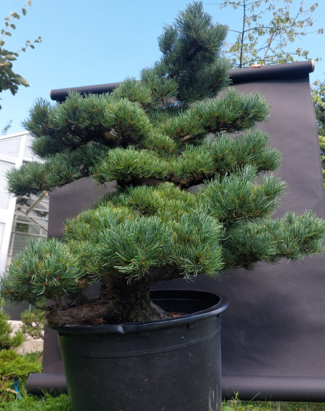 Gardenbonsai, Niwaki - Japanese White Pine, Pinus Penthaphylla