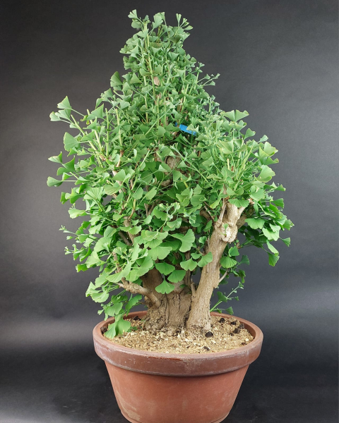 Bonsai - Ginkgo Biloba, Japan