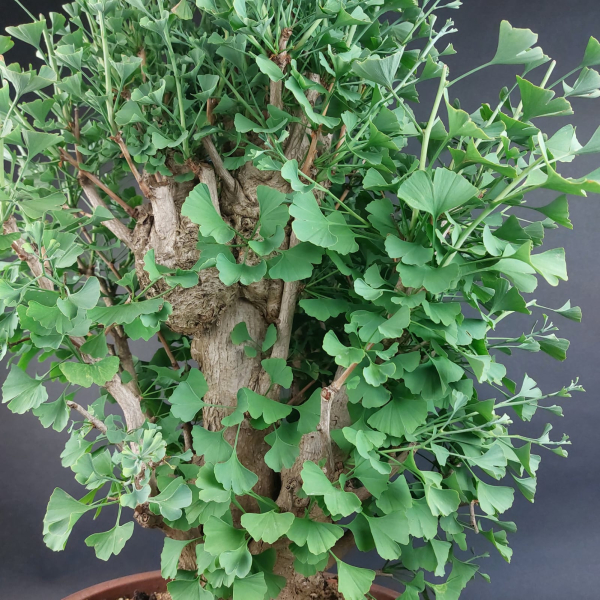 Bonsai - Ginkgo Biloba, Japan