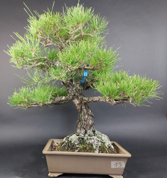 Bonsai - Pinus Thunbergii, Schwarzkiefer, Japan