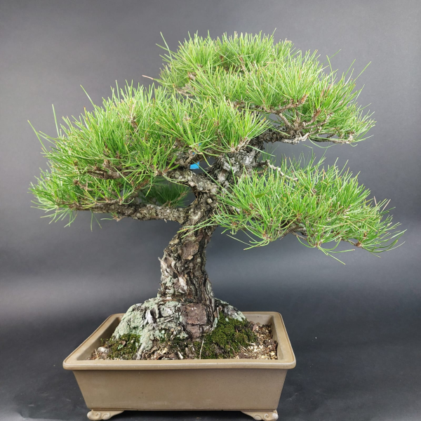Bonsai - Pinus Thunbergii, Schwarzkiefer, Japan