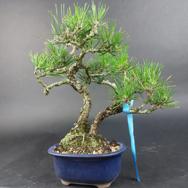 Bonsai - Pinus Thunbergii, Schwarzkiefer, Japan