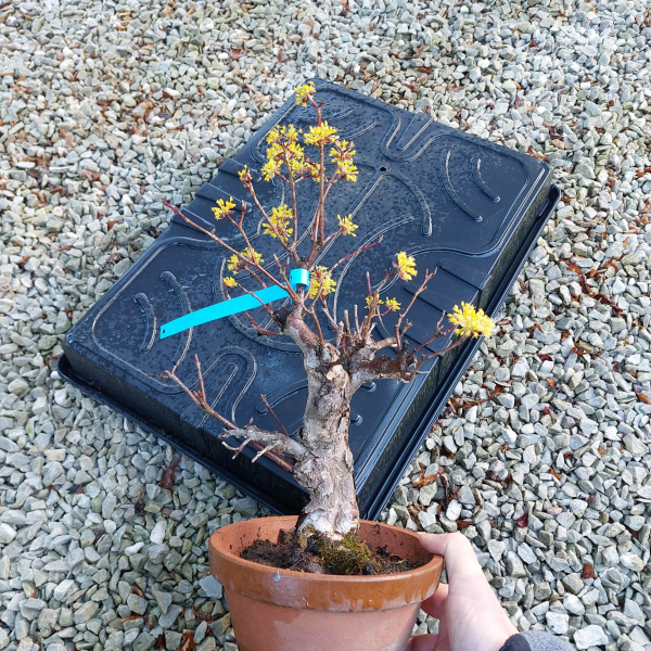 Bonsai - Kornelkirsche, Cornus Mas, Japan