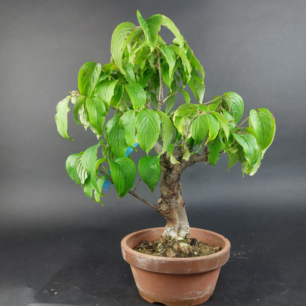 Bonsai - Kornelkirsche, Cornus Mas, Japan