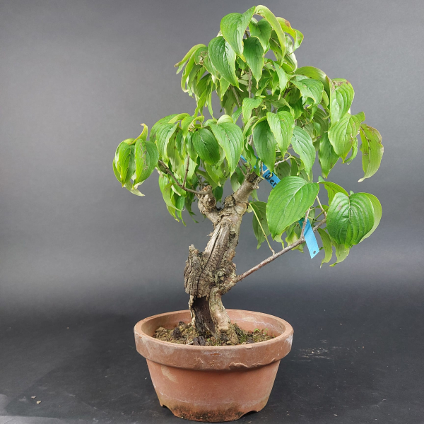 Bonsai - Kornelkirsche, Cornus Mas, Japan
