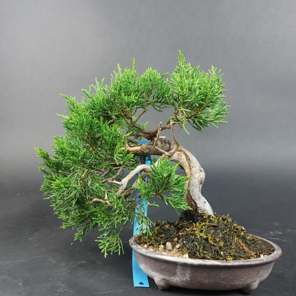 Bonsai - Wacholder, Juniperus Chinensis, Shohin
