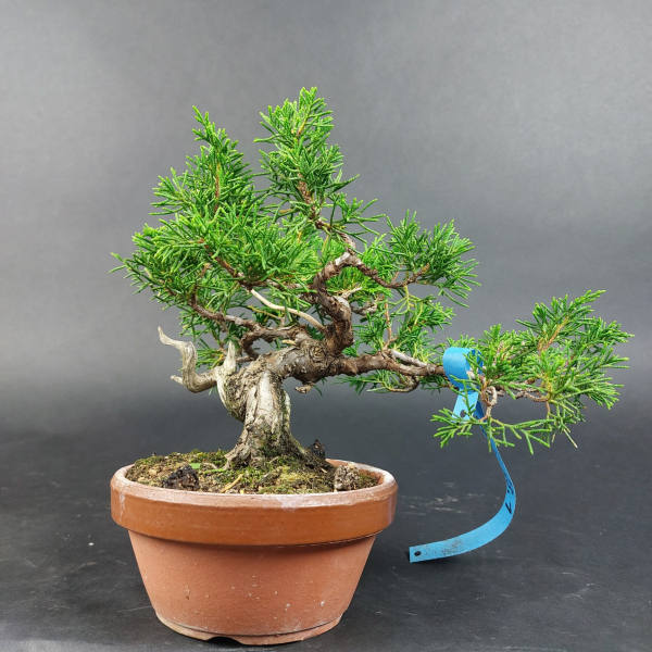Bonsai - Japanese Juniper, Juniperus Chinensis, Shohin - Kopie