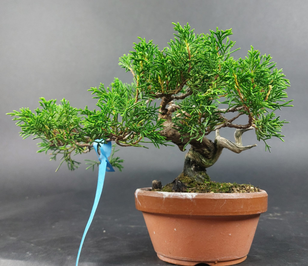 Bonsai - Japanese Juniper, Juniperus Chinensis, Shohin - Kopie
