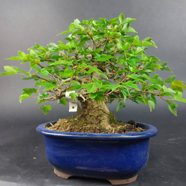 Bonsai - Dreispitzahorn, Acer Buergerianum Shohin