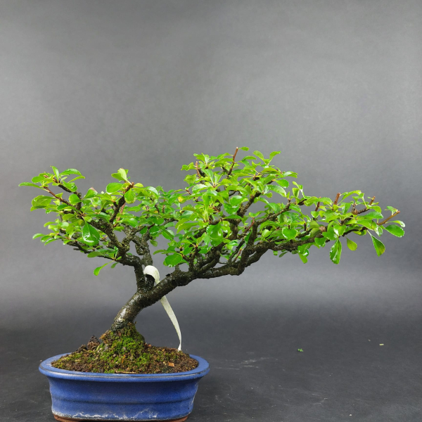 Bonsai - Quince red, Cydonia sinensis