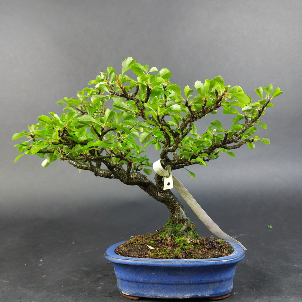 Bonsai - Quince red, Cydonia sinensis